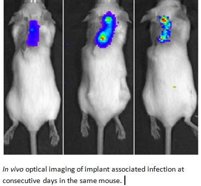 What is an In Vivo Test?